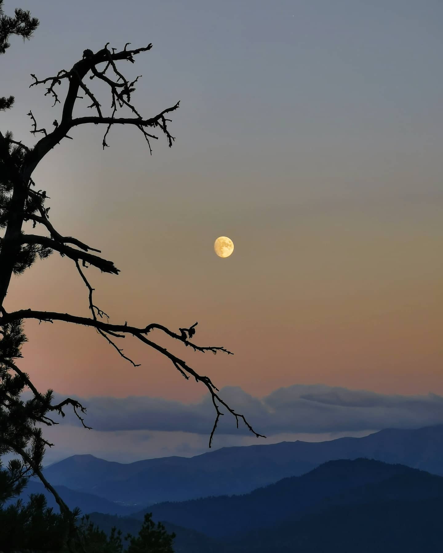 A bare branch silhouetted against the moon at dusk