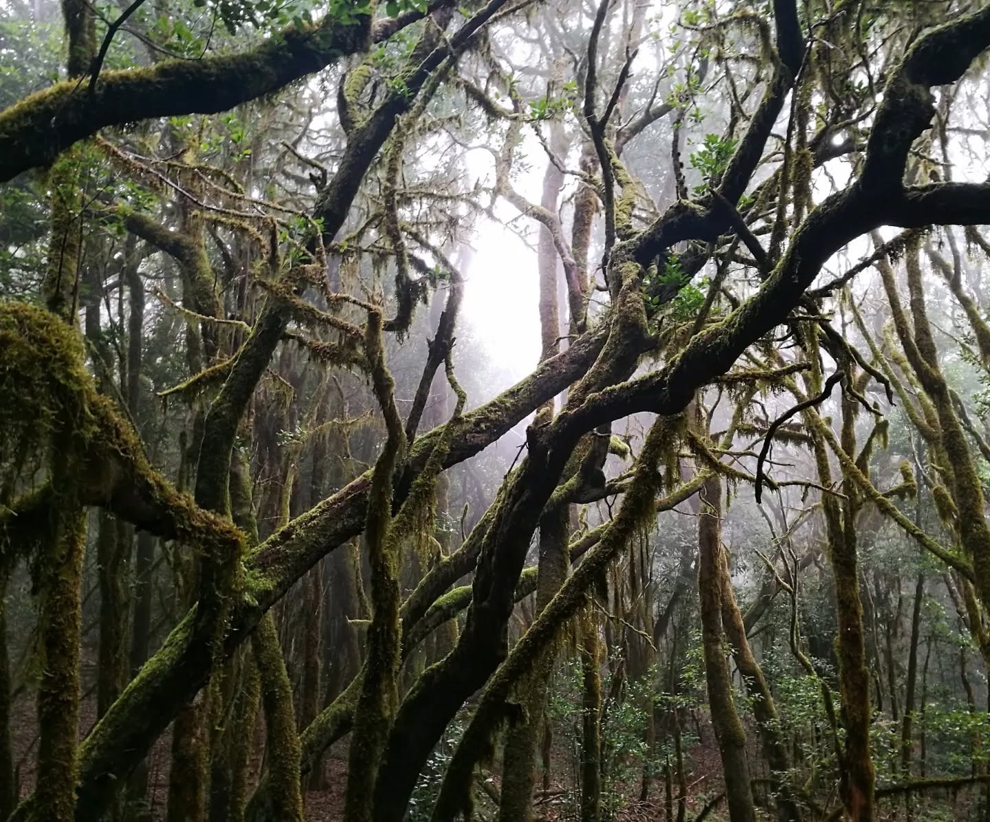 Moss-draped branches tangled in a cloud forest