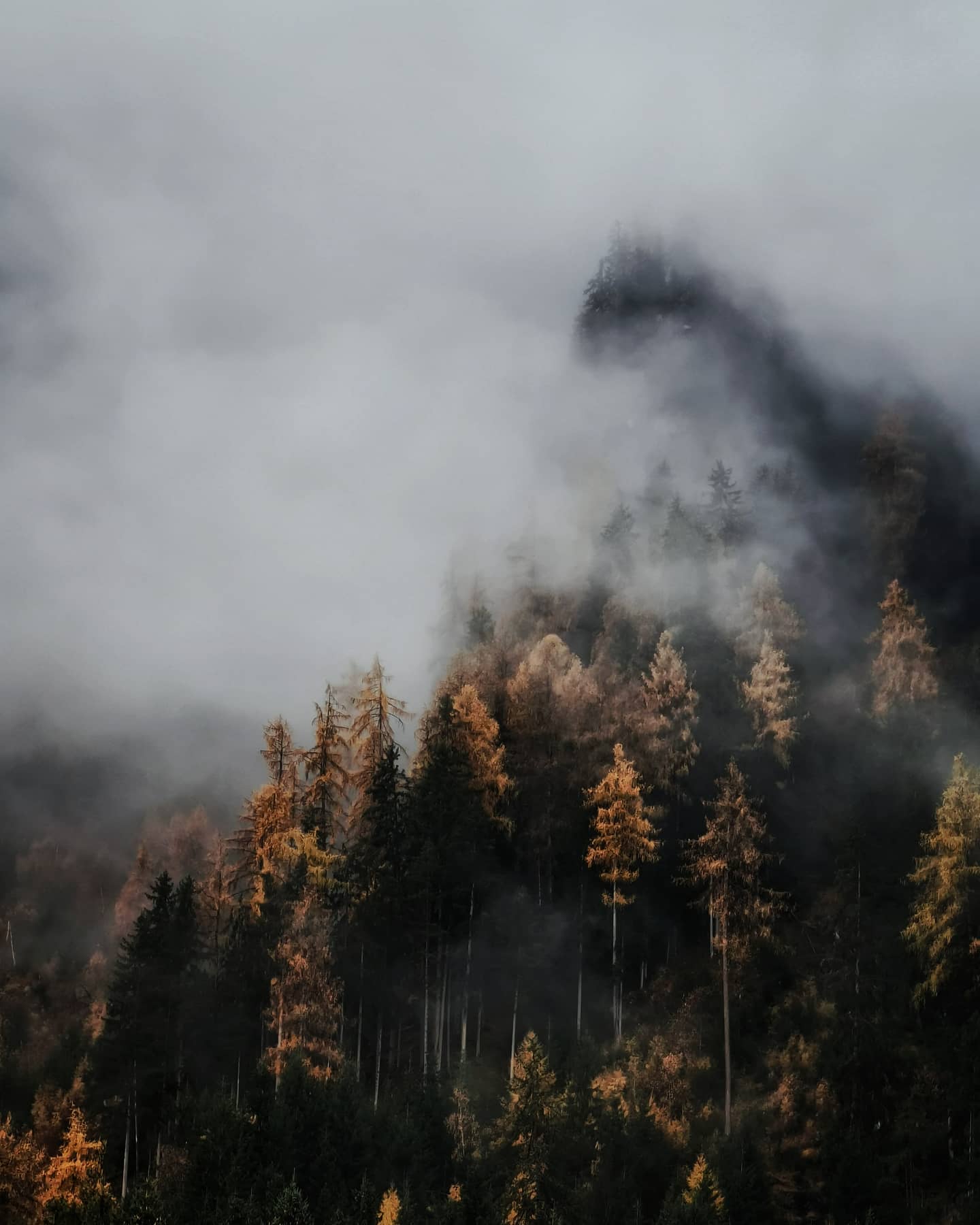 Autumn conifers emerging from thick mountain fog