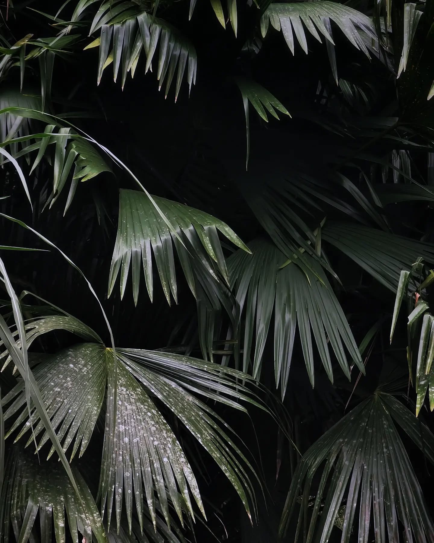 Wet palm fronds layered in dense low light