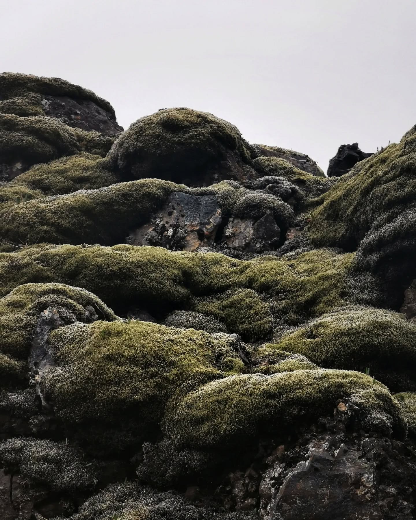 Boulders blanketed in thick green moss