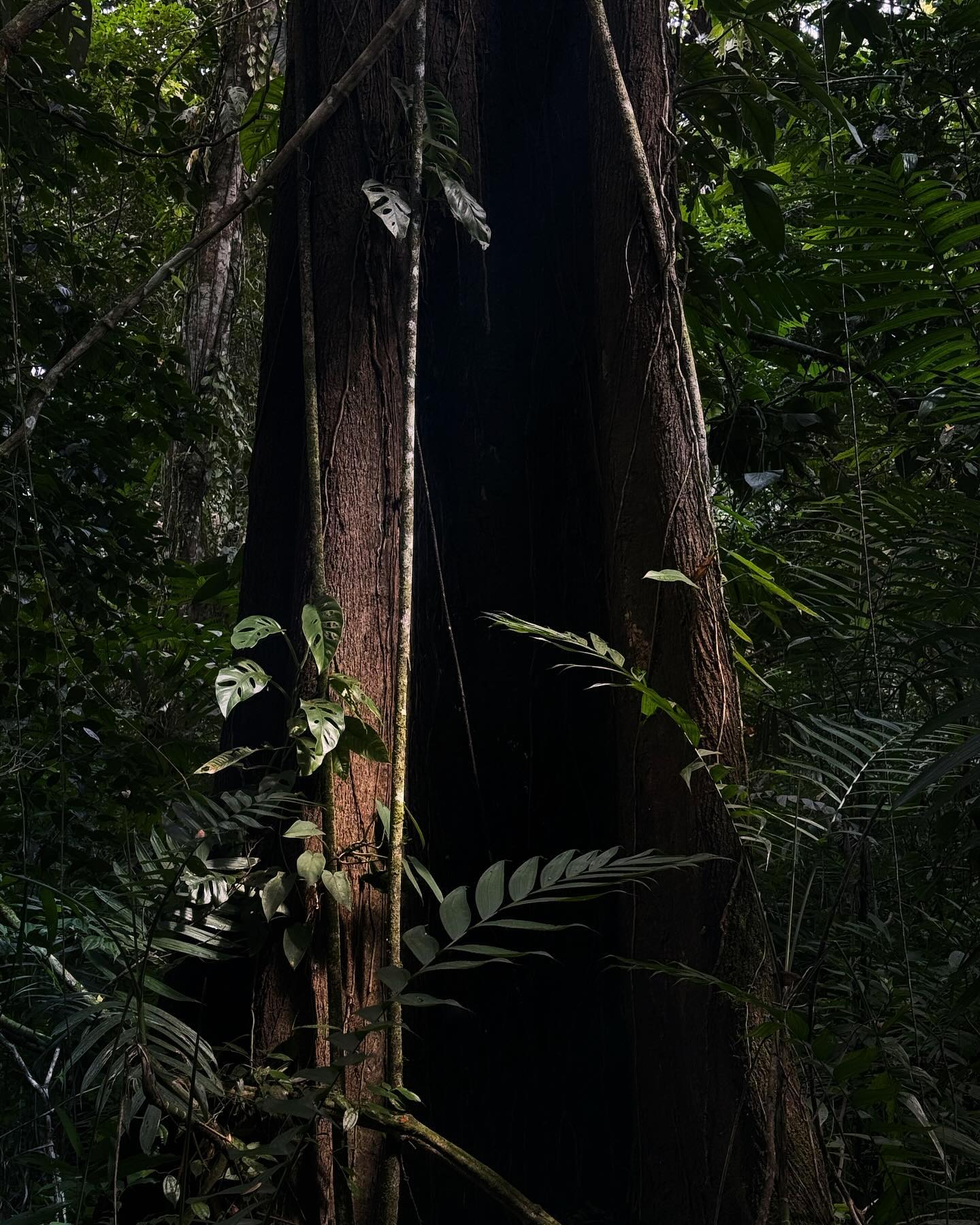 Rainforest trunks in deep shade, a shaft of light catching monstera leaves