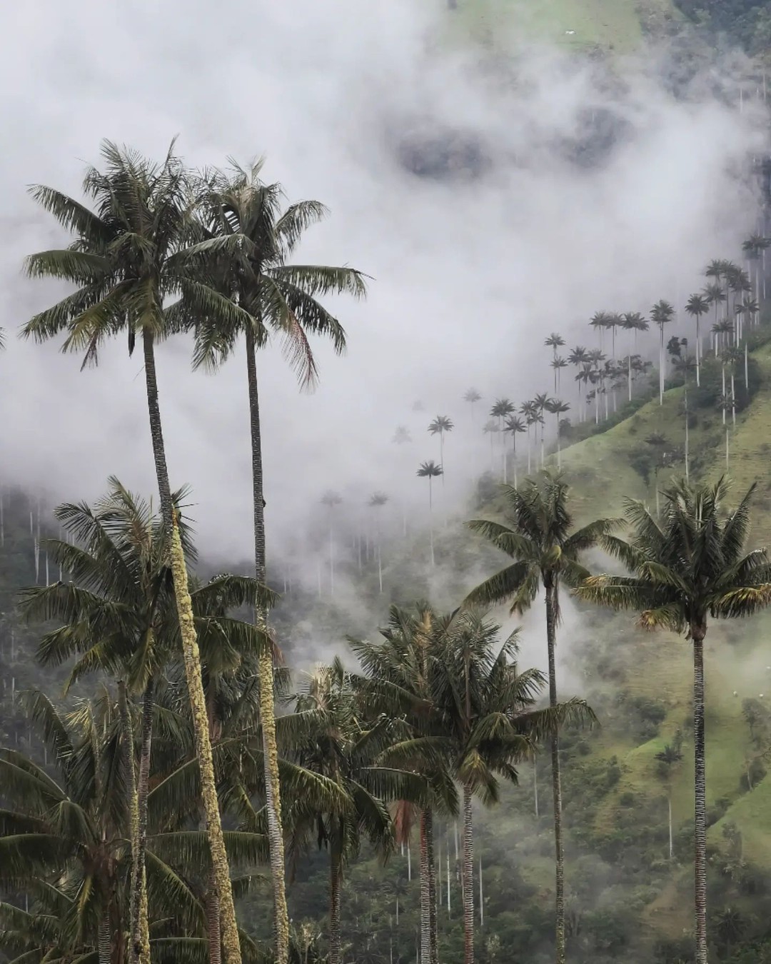 Wax palms rising through drifting cloud forest mist