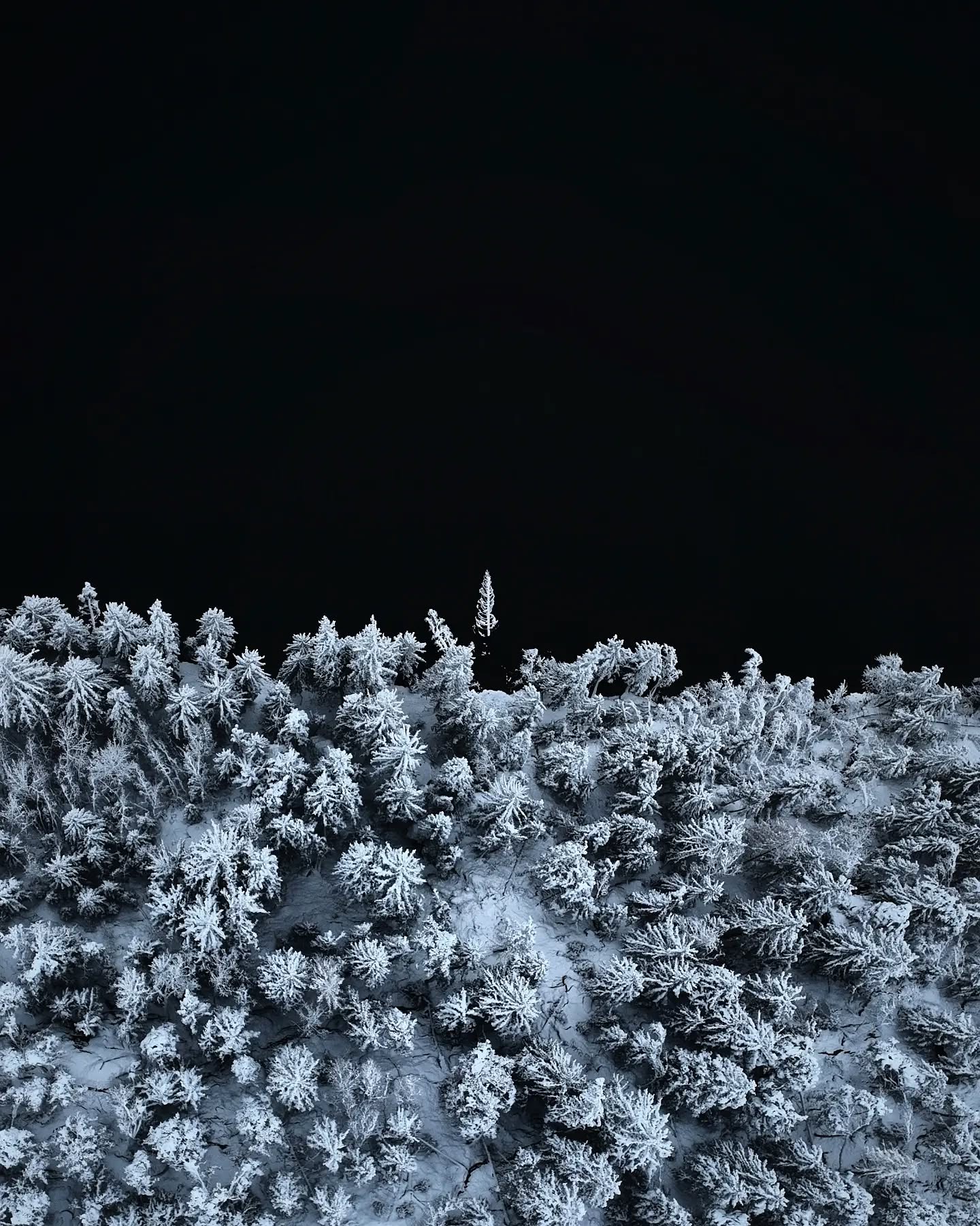 Frost-covered scrub glittering against black ground