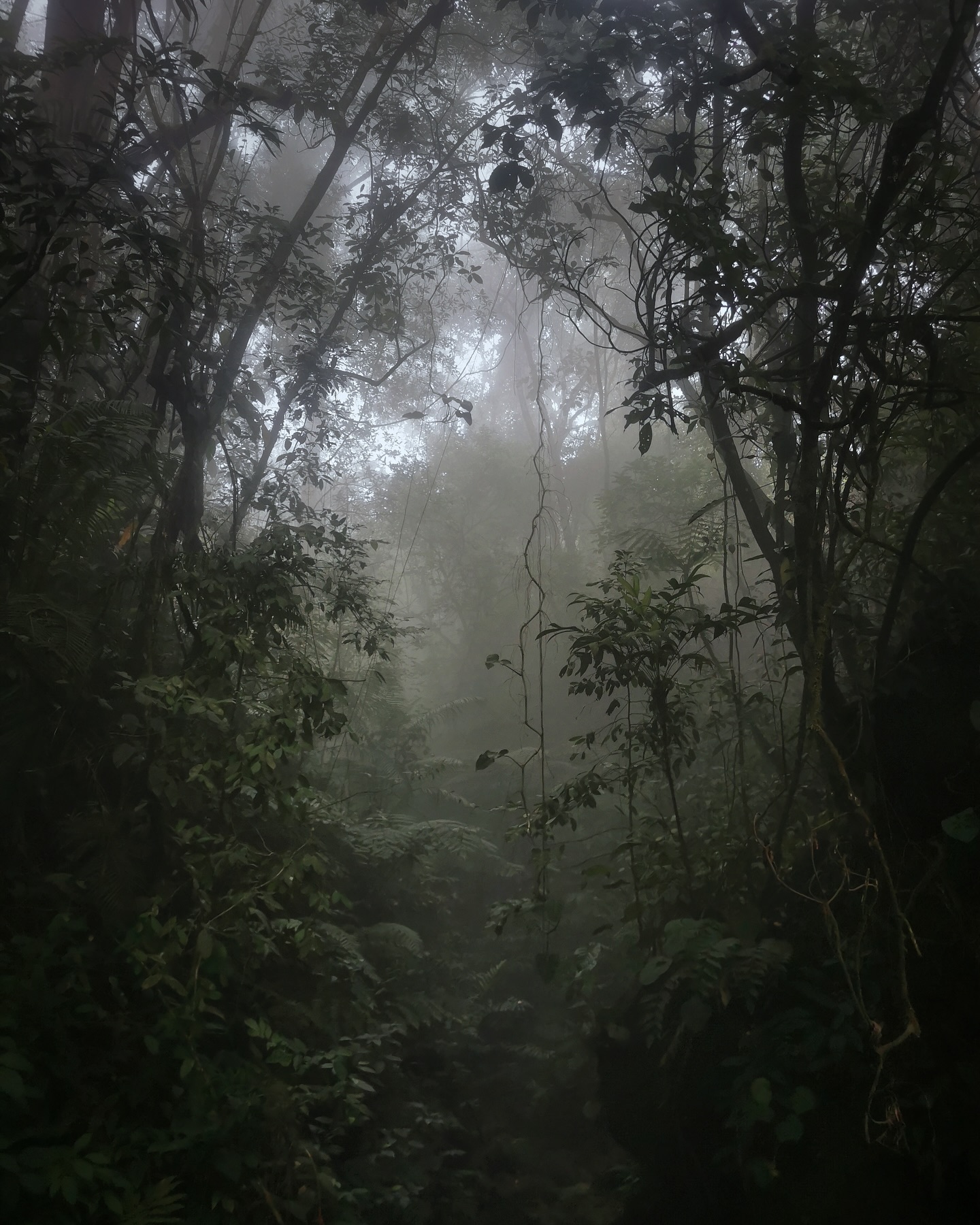 Fog sitting in a tangle of cloud-forest branches and ferns