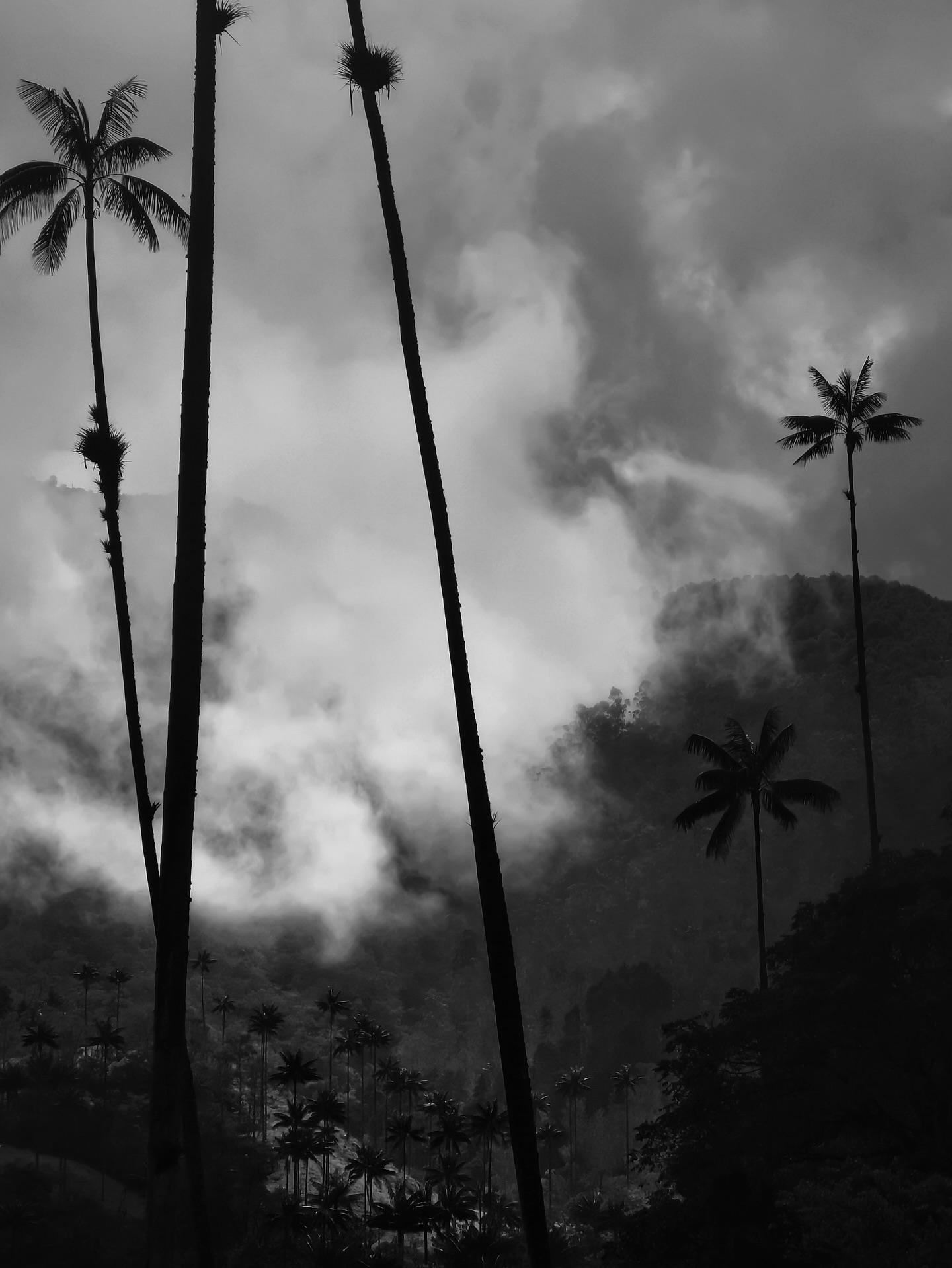 Wax palms in silhouette against mist rolling down a mountainside, in black and white