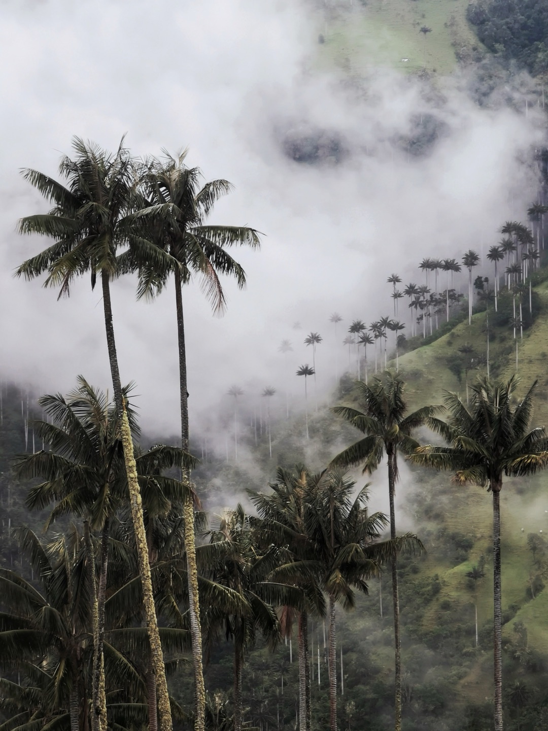 Wax palms towering over a green hillside as cloud drifts through them